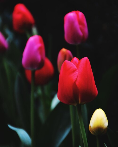 Photo tulips in the spring