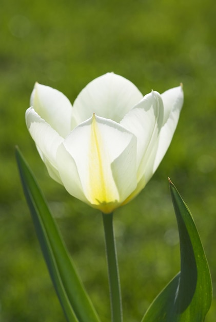 Tulips springtime beauties Tulips in springtime