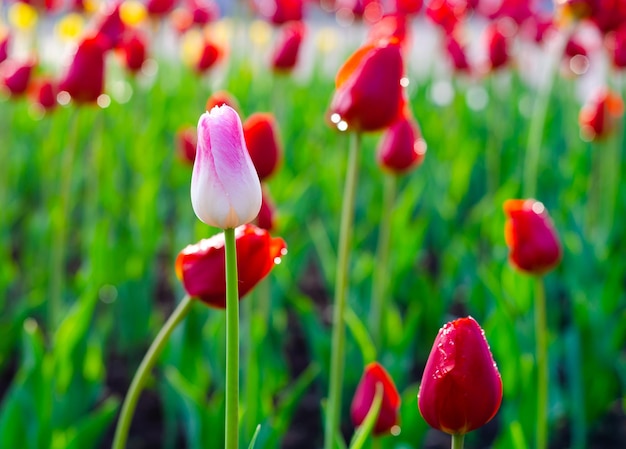 Tulips in summer on the lawn after the rain.