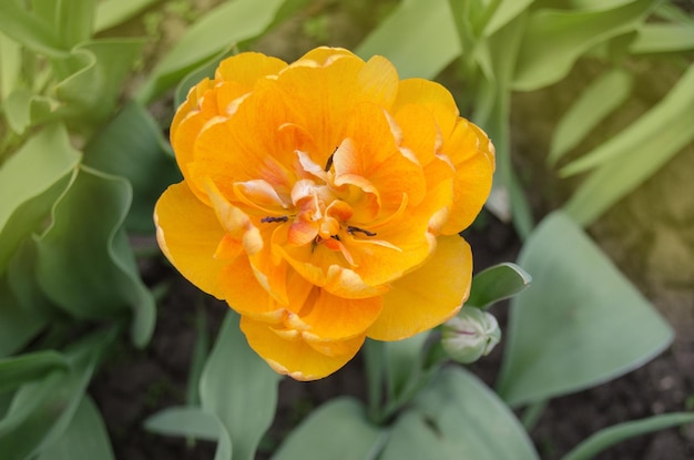 Tulips Sunlover plant in garden Double orange tulips blooming