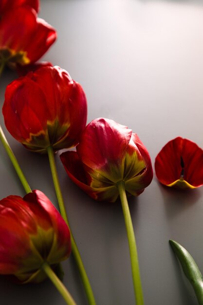 Tulips on table