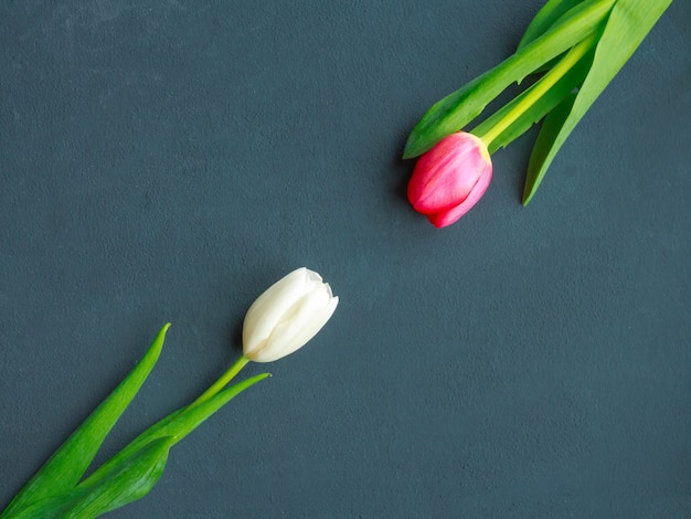 Tulipani su sfondo grigio turchese. fiori di primavera. san valentino, la festa della donna e la festa della mamma.