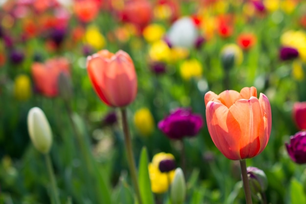 Tulips of various colors in nature in spring