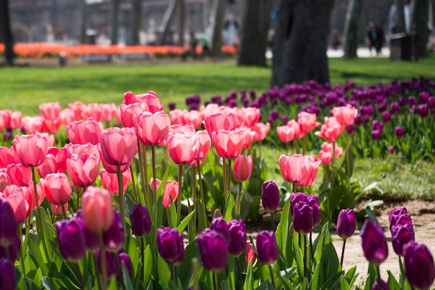 Tulips of various colors in nature in spring
