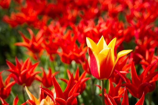 Tulips of various colors