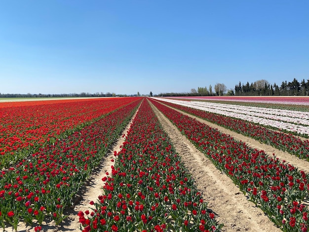 Tulips Vaucluse France