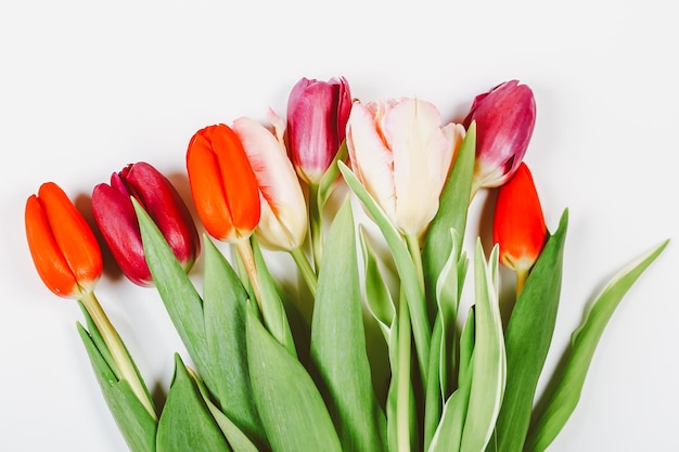 Tulips on a white background Spring flowers