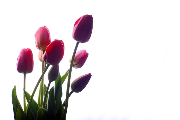 Tulips on a white background