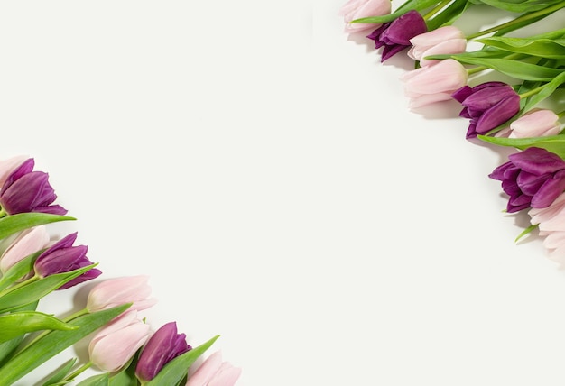 Tulips on a white background