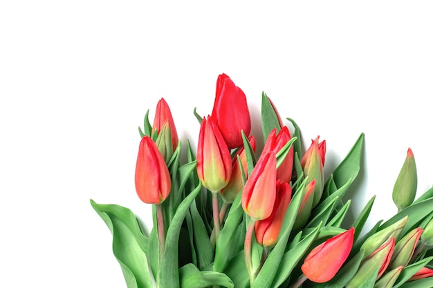 Tulips on a white background