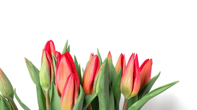 Tulips on a white background