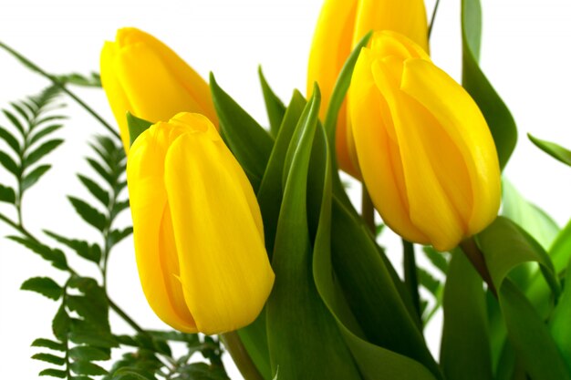 Tulips on white background