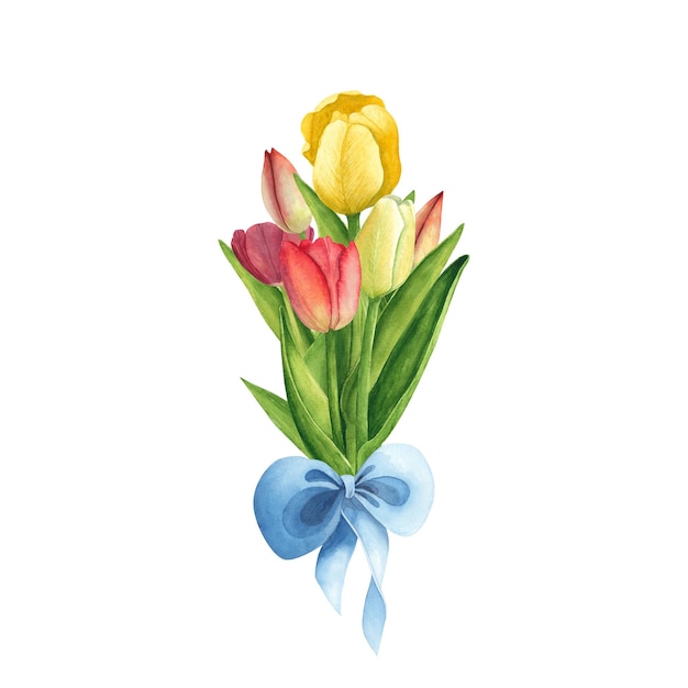 Tulips with blue bow on white background Watercolor hand drawing illustration Art for womens day march