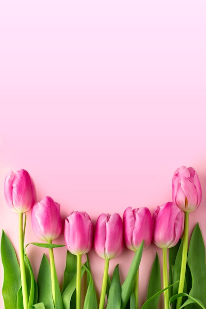 Tulips with copy space. Bouquet of pink tulips on a pink background. Spring composition. Spring concept. Holiday, spring layout.