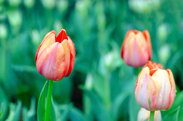 Tulips with green blurred background