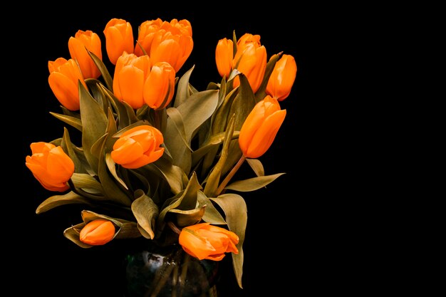 Tulips with orange buds are isolated on a black background. The bouquet of flowers is beautiful. High quality photo