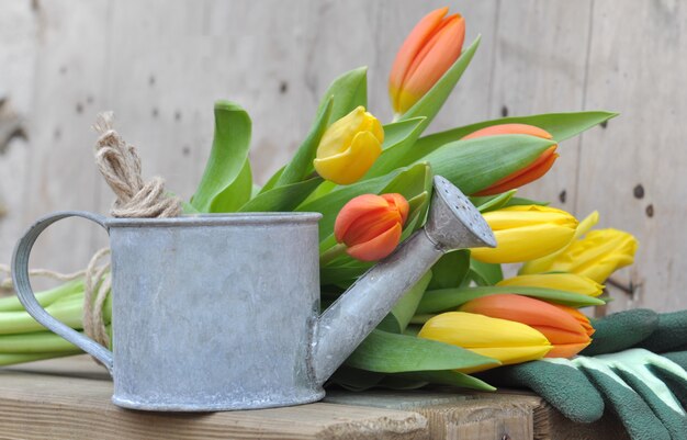 Tulips with watering can 