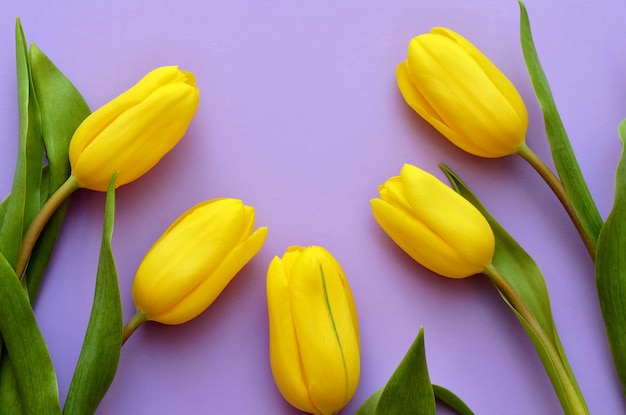 Tulips yellow flowers on a light purple background closeup