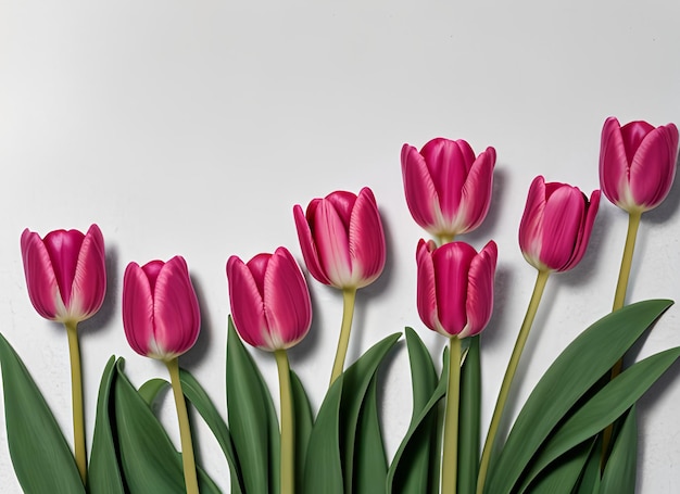 Tulips