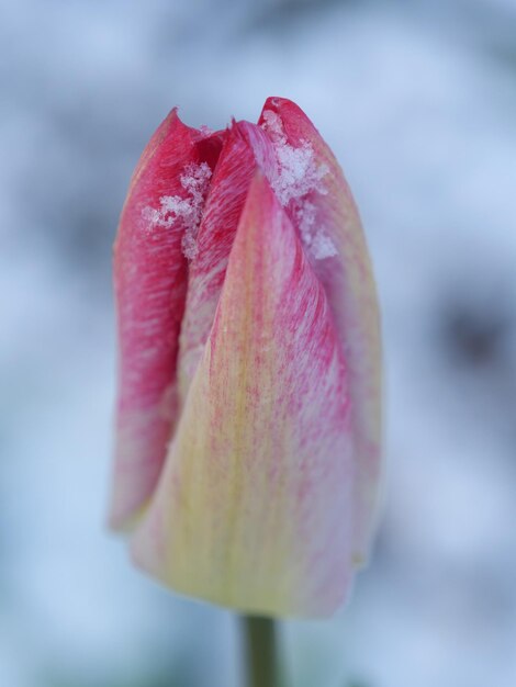 Photo tulips