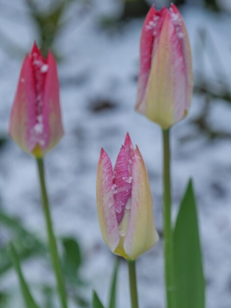 Photo tulips