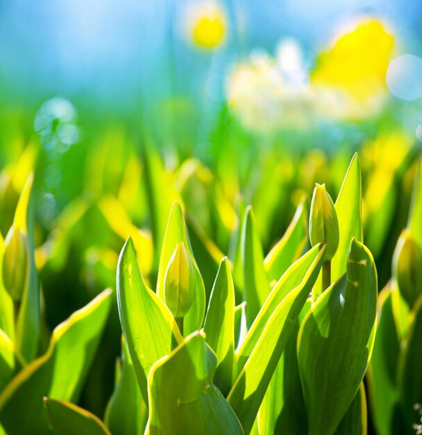 Tulips