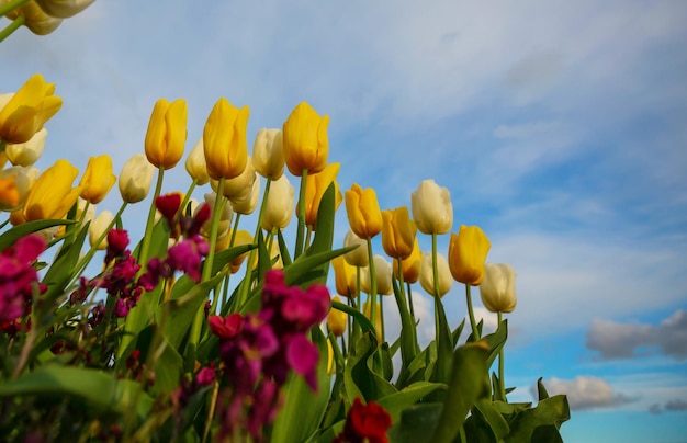 Tulips