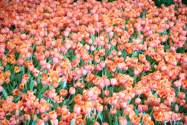 Photo tulips.