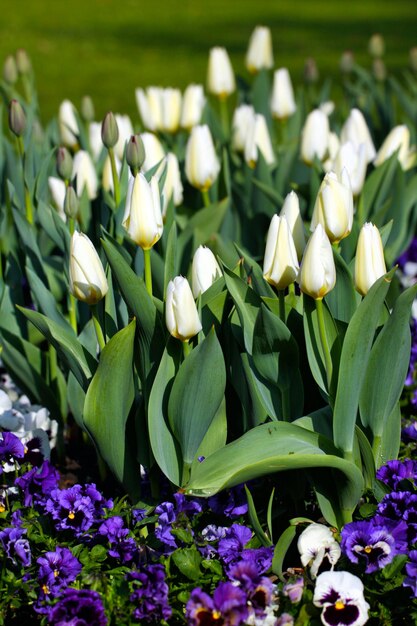 Tulips