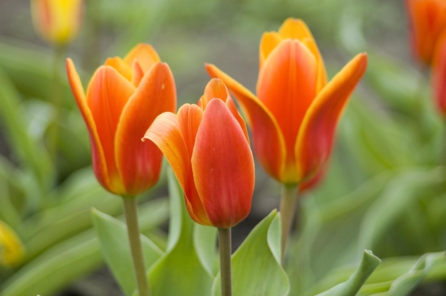 Tulips