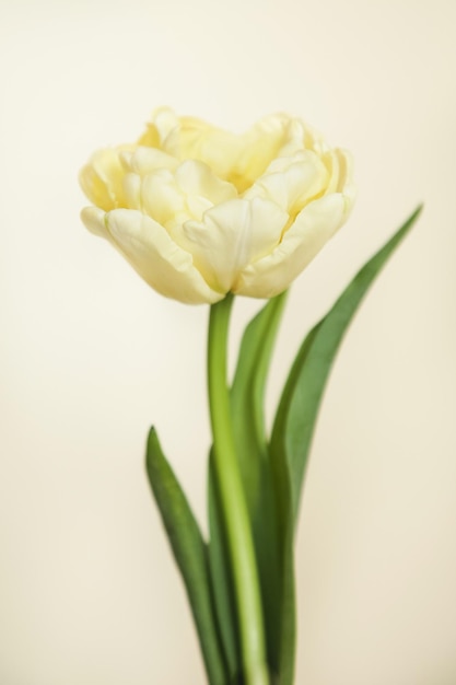 Tulp Avantgarde