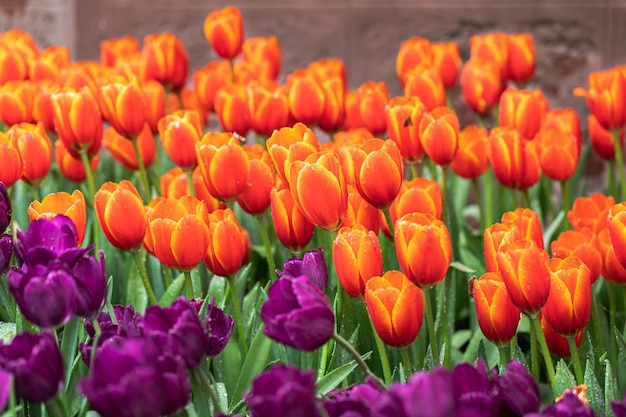 Tulp bloeit verse lente in tulpenveld