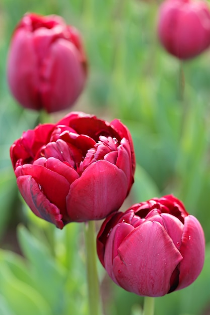 Foto tulp bloem. bourgondische badstof tulp soort emblazon in de tuin.