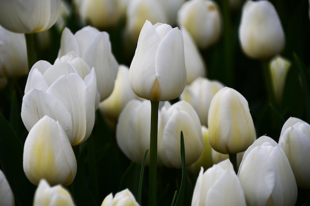 Tulp bloem lat Tulp Close-up van witte tulpen in een groot bloembed Close-up