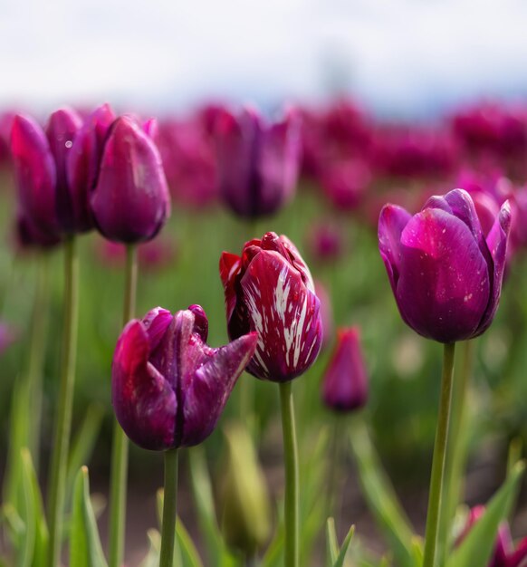 Tulp bloem veld close-up natuur achtergrond