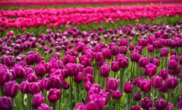 Tulp bloem veld close-up natuur achtergrond