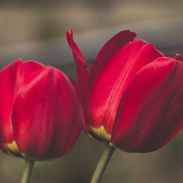 tulp bloem