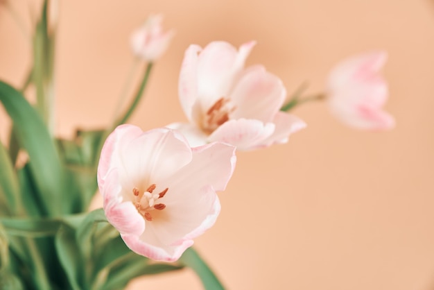 Tulp bloemen boeket op roze achtergrond Hallo lente vrouw en Moederdag concept