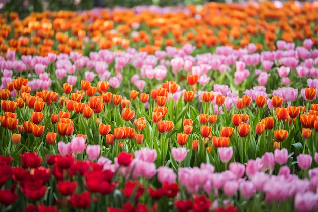 Tulp bloemen in de tuin