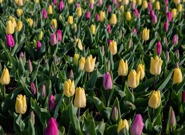 tulp bloemen in een tuin, lente