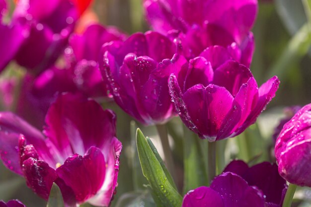 Tulp bloemen in veld