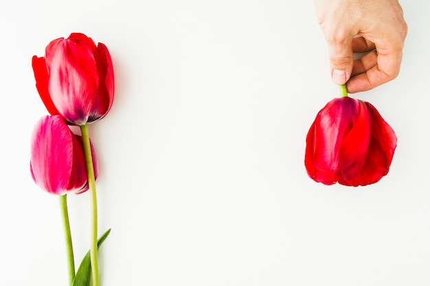 Tulp bloemen op witte tafel met menselijke hand en kopie ruimte voor uw tekst bovenaanzicht.