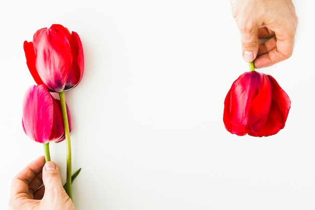 Tulp bloemen op witte tafel met menselijke hand en kopie ruimte voor uw tekst bovenaanzicht.