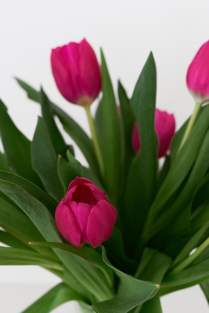 Tulp bloemen van roze kleur