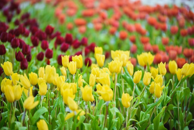 Tulp bloemen