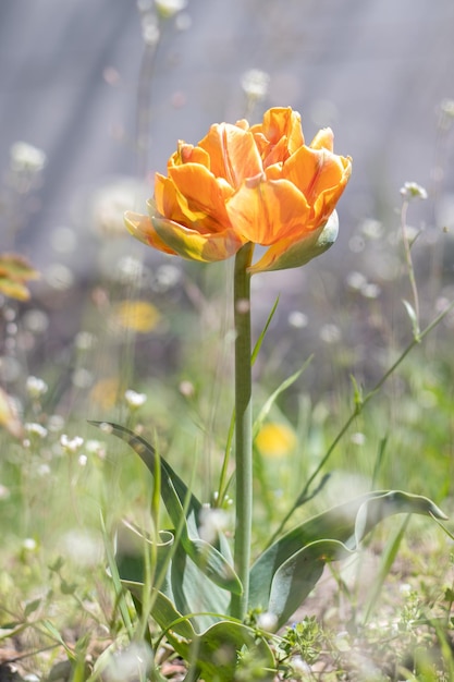 Tulp Cilesta Lentebloemen op een zonnige dag Tulipa Liliaceae Roodgele badstof tulpen