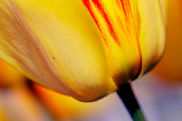 Foto tulp detail