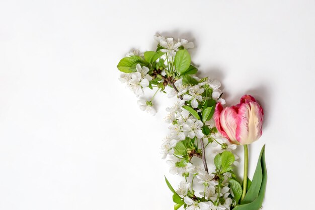 Tulp en kersenbloesem tak op witte backgroundTop weergave kopie ruimte