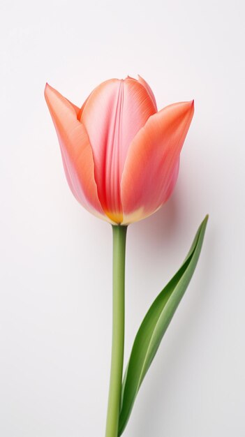 Tulp geïsoleerd op wit