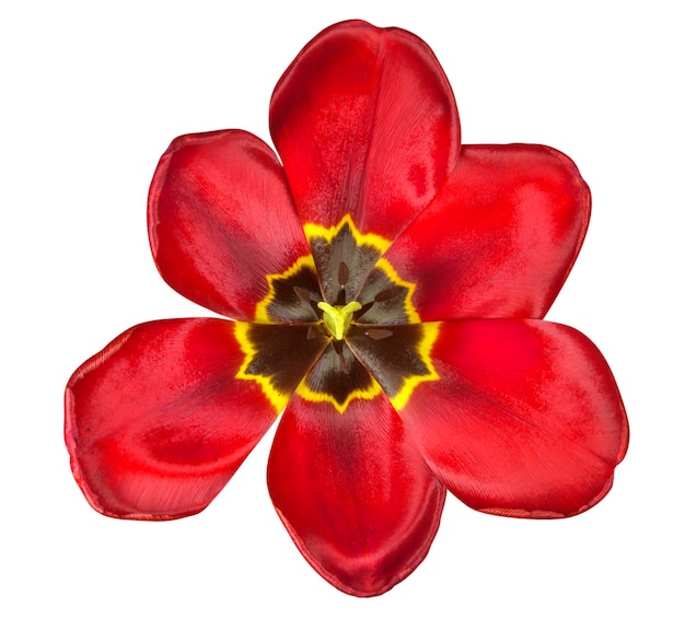 Foto tulp geïsoleerd rood